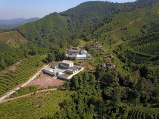 景谷大白茶种植基地（2022年10月摄）