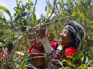 彝族群众采茶（2023年3月摄）0