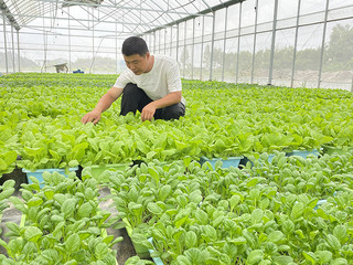 苏道朴在合作社主要负责盆栽蔬菜技术。湾沚区委宣传部供图