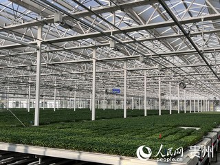 位于贵阳市开阳县的贵州省现代种业集团蔬菜良种繁育中心蔬菜育苗忙。人民网 陈洁泉摄
