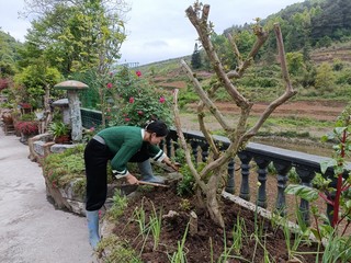 图为：村民在进行庭院美化
