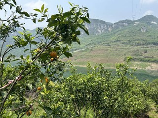 图为：新山村的柑橘基地