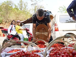 2024年4月15日，贵州省毕节市纳雍县化作乡野鸡落村，水果收购商在收购玛瑙红樱桃。