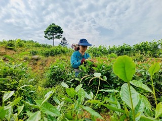 大岭村茶园。石后乡供图