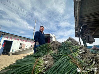 明华果蔬专业合作社，沈明华给葱过磅后装车。  人民网范尧 摄