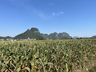 茂兰村种植基地。