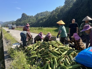 群众在装框玉米。