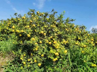 图为建中镇白沙村刺梨基地。李菊摄