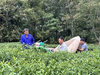 茶农正在用机器采收茶叶。