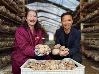 平坝天马食用菌基地60万棒香菇迎丰收。