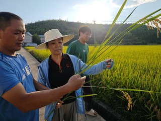 廖红在福建省南平市浦城县千亩再生稻示范片指导再生稻种植。受访者供图