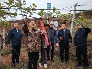 安文忠（左二）在指导农户疏猕猴桃花蕾。受访者供图