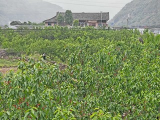 习水土城樱桃园，果农忙碌迎丰收（谢永恒 摄）.jpg