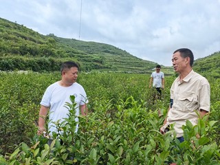 坪坡村驻村第一书记张洋（左一）到坪坡苔茶基地察看花园管护情况。