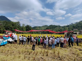 石阡县农业农村局到党建帮扶村花桥镇朝阳村机器收割水稻。