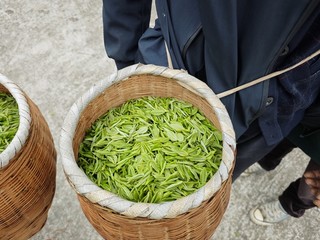图为：华满载而归的茶篓.jpg