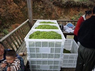 图为： 装箱的鲜茶.jpg