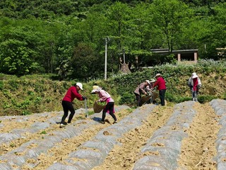 烟农在烤烟田分工协作，忙碌移栽。李文炯摄