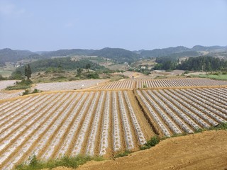 图为：红星村田园烤烟综合体.jpg