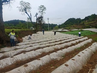 烟农在田间移栽。