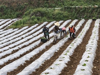 农户们正在移栽烟苗。蔡昀 摄 (3).jpg