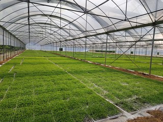 北坪村的辣椒育苗基地。文兴雄摄