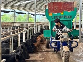 饲养员开着满载科学配比营养餐的料车刚现身，牛群便掀起一阵低沉的哞声浪潮。任奕欣摄