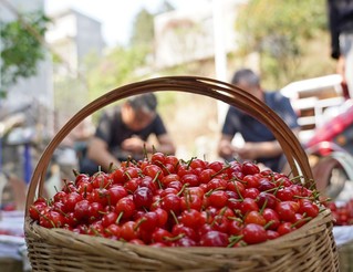 2024年4月15日，贵州省毕节市纳雍县化作乡野鸡落村，水果收购商在挑选玛瑙红樱桃。