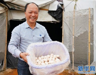 （脱贫攻坚）（2）江西乐平：菌菇产业促脱贫