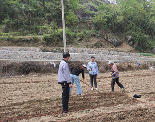农技人员在石阡县各田间地头开展技术指导和生产服务现场。