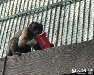 猴子享受“红包”中的美味食物。王波 摄