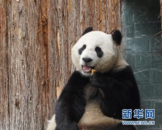 （社会）（5）甲勿海大熊猫保护研究园开园