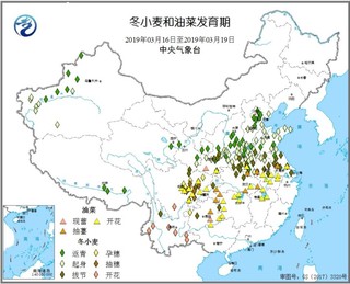 当前冬小麦和油菜发育期图(图片来自中央气象台网站)