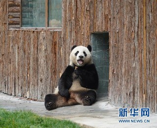 （社会）（4）甲勿海大熊猫保护研究园开园