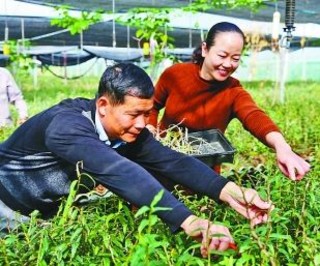 养殖产业助推农民脱贫致富