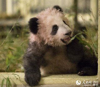 旅法大熊猫"圆梦"一大波萌照袭来"法式"小卷毛可爱爆棚