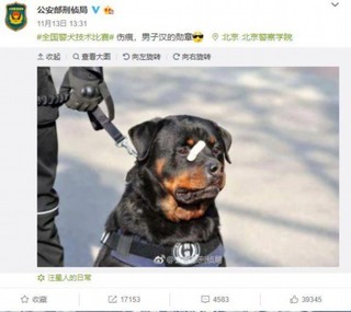 警犬贴了创可贴走红,表情包都出了…网友:这是男子汉的勋章!