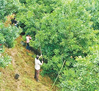 图为临沧澳洲坚果种植园,农户在采摘成熟的坚果.张庆华摄