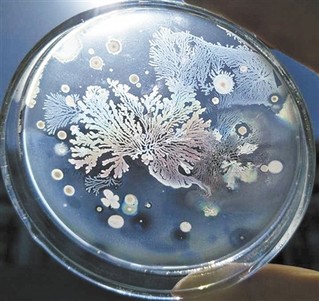 小细菌背后的大学问:微生物竟然也能"作画"