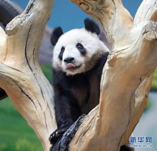 （社会）（4）大熊猫安家辽宁鞍山