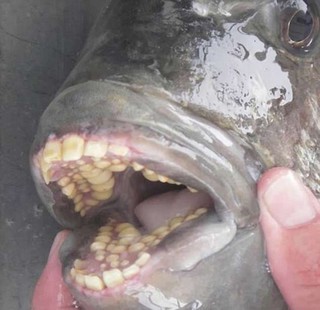 猜这是什么美南卡罗莱纳州发现怪鱼牙齿似人类
