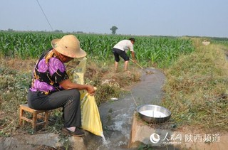 直击陕西旱情:走进关中抗旱一线 (图)