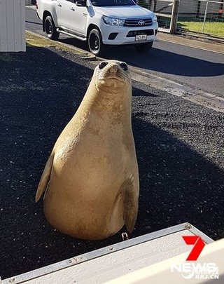 好奇海狮惊现城市街头 表情萌翻众人