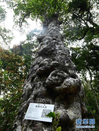 （社会）（9）海南热带雨林国家公园：打造自贸港生态名片
