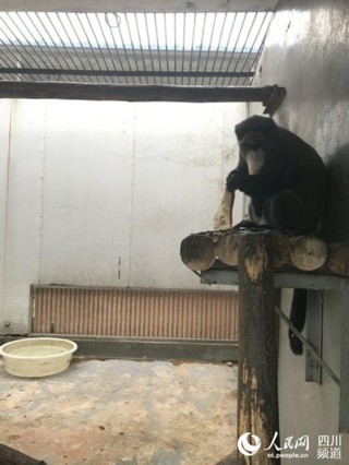 一只猴子正好奇地拆开“红包”。王波 摄