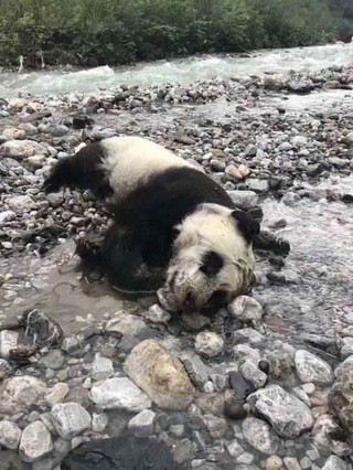 幼年大熊猫搁浅河滩 林业部门:山洪导致溺水死亡