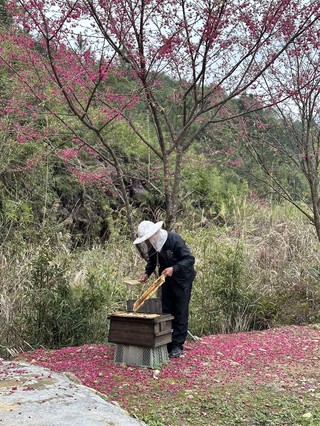 漳浦县石榴镇车本村 蜂农在樱花树下收割”樱花蜜“（陈潘婷 摄）.jpg