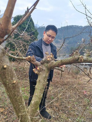 刘正义指导春剪。