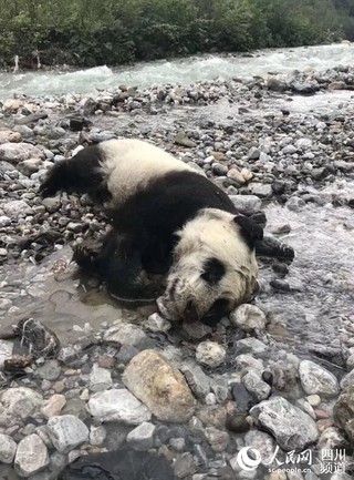 四川黑水河自然保护区暴雨后 发现一只溺亡大熊猫