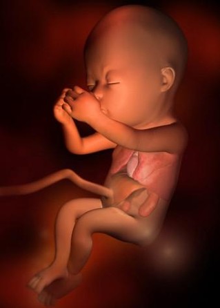 超详细的各阶段胎儿发育图 原来肚子里的宝宝是这样